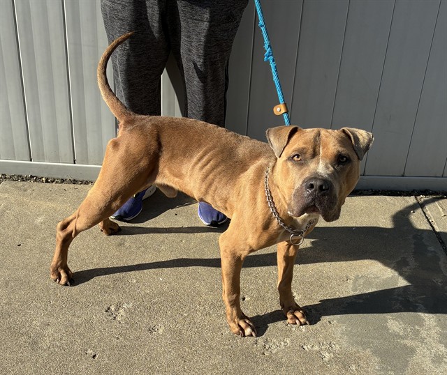 Shelter Stray Male Dog last seen Near BLOCK TAYLOR BLVD, 3528 Newburg Rd, Louisville, KY 40218, USA