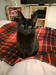 Lost Female Cat last seen Robin Down Court, Kirkby in Ashfield, Kirkby in Ashfield, England 