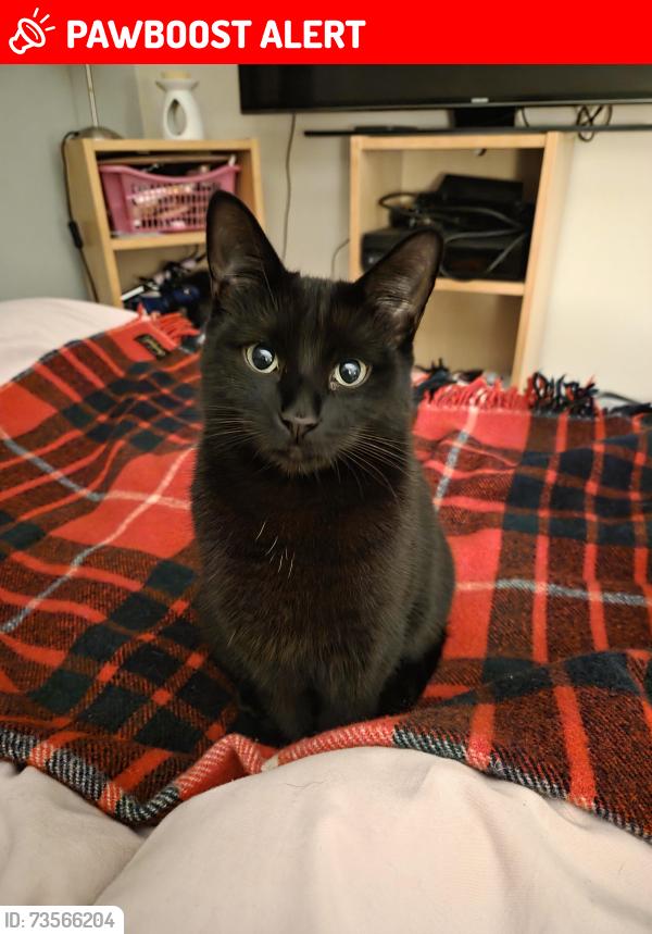 Lost Female Cat last seen Robin Down Court, Kirkby in Ashfield, Kirkby in Ashfield, England 