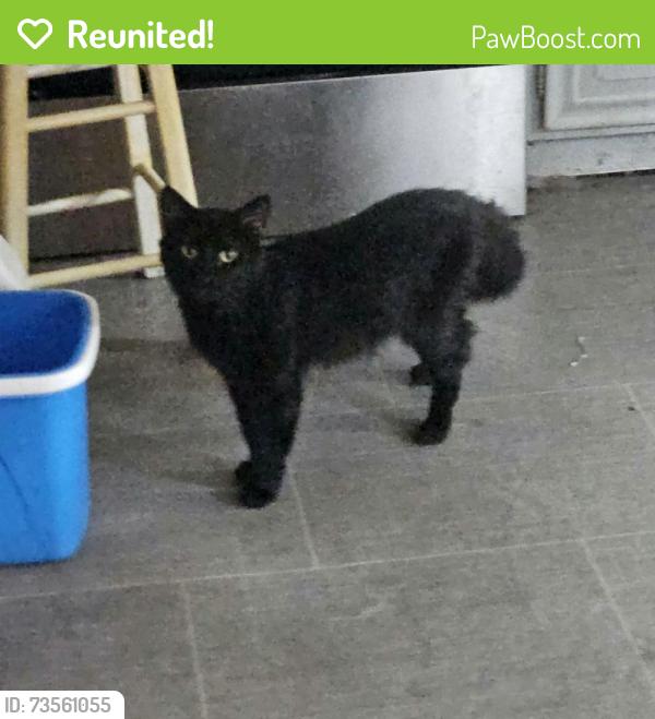 Reunited Male Cat last seen Mulberry street, Lancaster, OH 43130