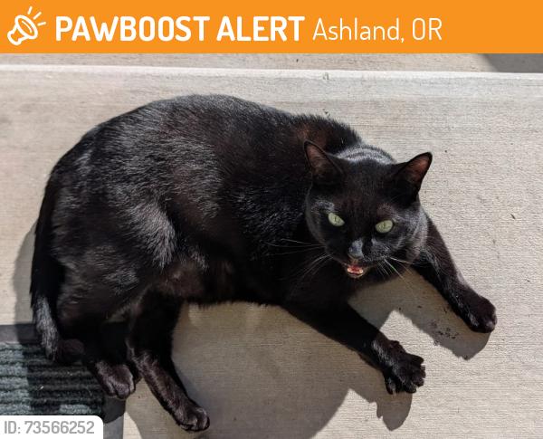 Found/Stray Female Cat last seen By Ruby's, Ashland, OR 97520