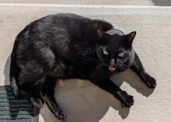 Found/Stray Female Cat last seen By Ruby's, Ashland, OR 97520