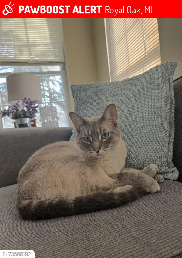 Lost Male Cat last seen Webster and Garden in Royal Oak west of Beaumont hosp and close to Berkley., Royal Oak, MI 48073
