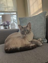 Lost Male Cat last seen Webster and Garden in Royal Oak west of Beaumont hosp and close to Berkley., Royal Oak, MI 48073