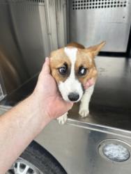 Shelter Stray Female Dog last seen Near Signal Hill Ct. N, East District, TX, 355 Hillshire Dr, Haslet, TX 76052, USA