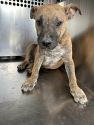 Shelter Stray Male Dog last seen Near E ROBERT ST, Central District, TX, 355 Hillshire Dr, Haslet, TX 76052, USA