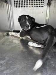 Shelter Stray Male Dog last seen Near E ROBERT ST, Central District, TX, 355 Hillshire Dr, Haslet, TX 76052, USA