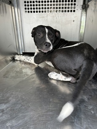 Shelter Stray Male Dog last seen Near E ROBERT ST, Central District, TX, 355 Hillshire Dr, Haslet, TX 76052, USA