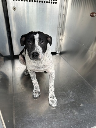 Shelter Stray Female Dog last seen Near E ROBERT ST, Central District, TX, 355 Hillshire Dr, Haslet, TX 76052, USA