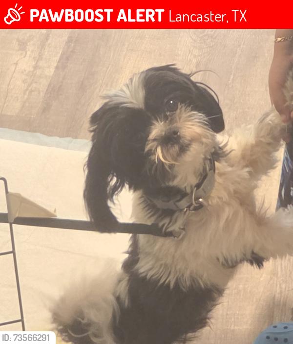 Lost Male Dog last seen Between belt line road and pleasant run rd, Lancaster, TX 75146