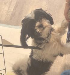 Lost Male Dog last seen Between belt line road and pleasant run rd, Lancaster, TX 75146