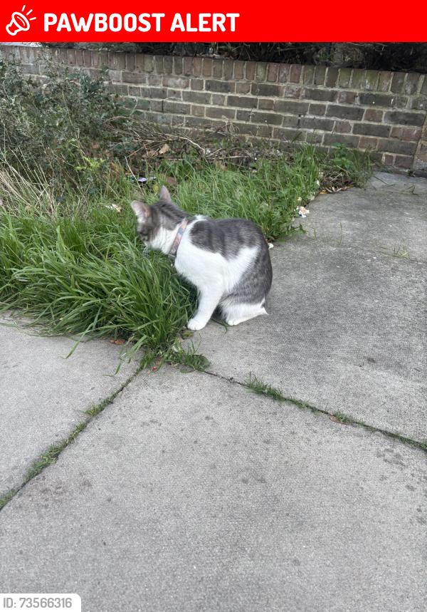 Lost Female Cat last seen Across from Bruce Road, Greater London, England E3 3HP