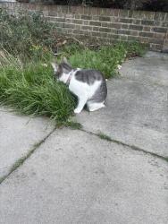 Lost Female Cat last seen Across from Bruce Road, Greater London, England E3 3HP