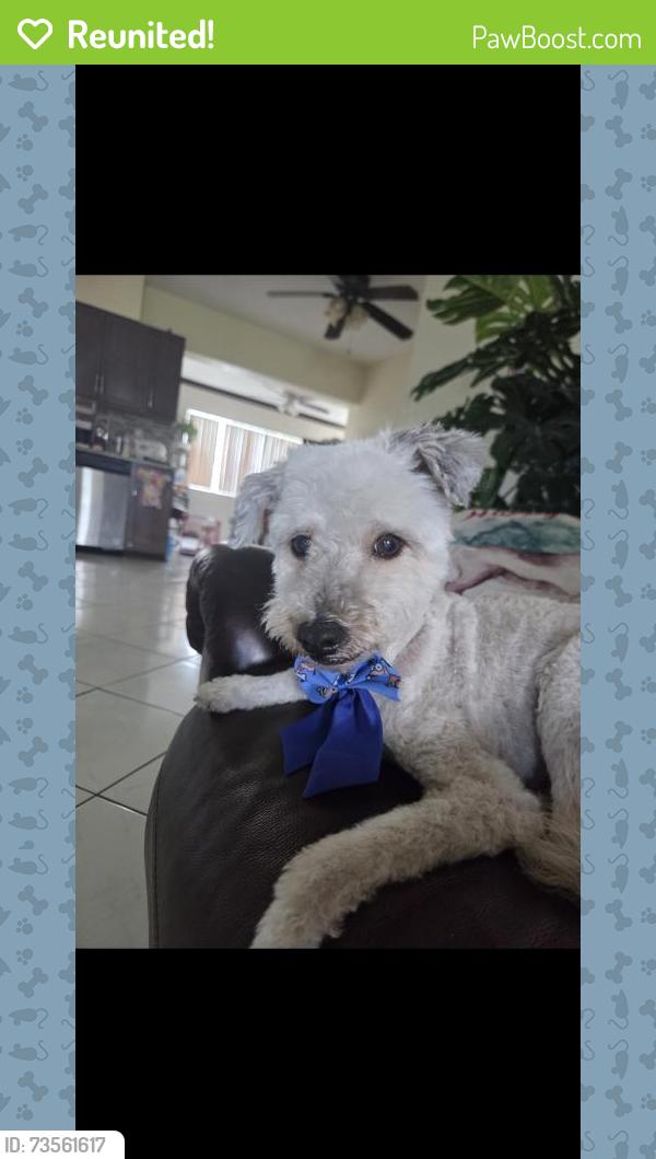 Reunited Female Dog last seen Pines Boulevard, Hollywood FLORIDA around Taft Street, Hollywood, FL 33024