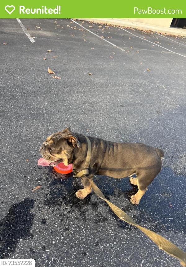 Reunited Male Dog last seen Lawrence Expressaway, Tasman, Santa Clara, CA 94087
