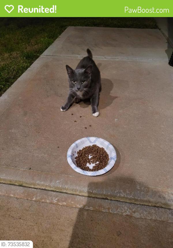 Reunited Unknown Cat last seen Neighborhood in Iron Station, Iron Station, NC 28080