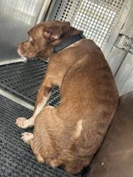 Shelter Stray Female Dog last seen Apt B,107 Jennifer Lane, AUSTIN, TX, 78753, 7201 Levander Loop bldg a, Austin, TX 78702, USA