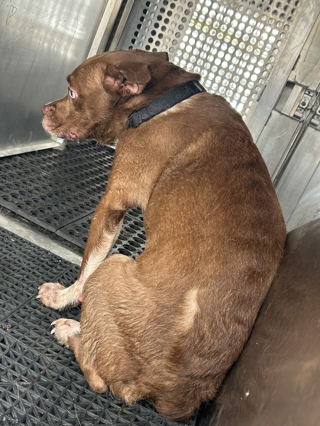 Shelter Stray Female Dog last seen Apt B,107 Jennifer Lane, AUSTIN, TX, 78753, 7201 Levander Loop bldg a, Austin, TX 78702, USA
