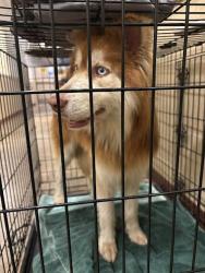 Shelter Stray Male Dog last seen Near Kellner Cove, DEL VALLE, TX, 78617, 7201 Levander Loop bldg a, Austin, TX 78702, USA
