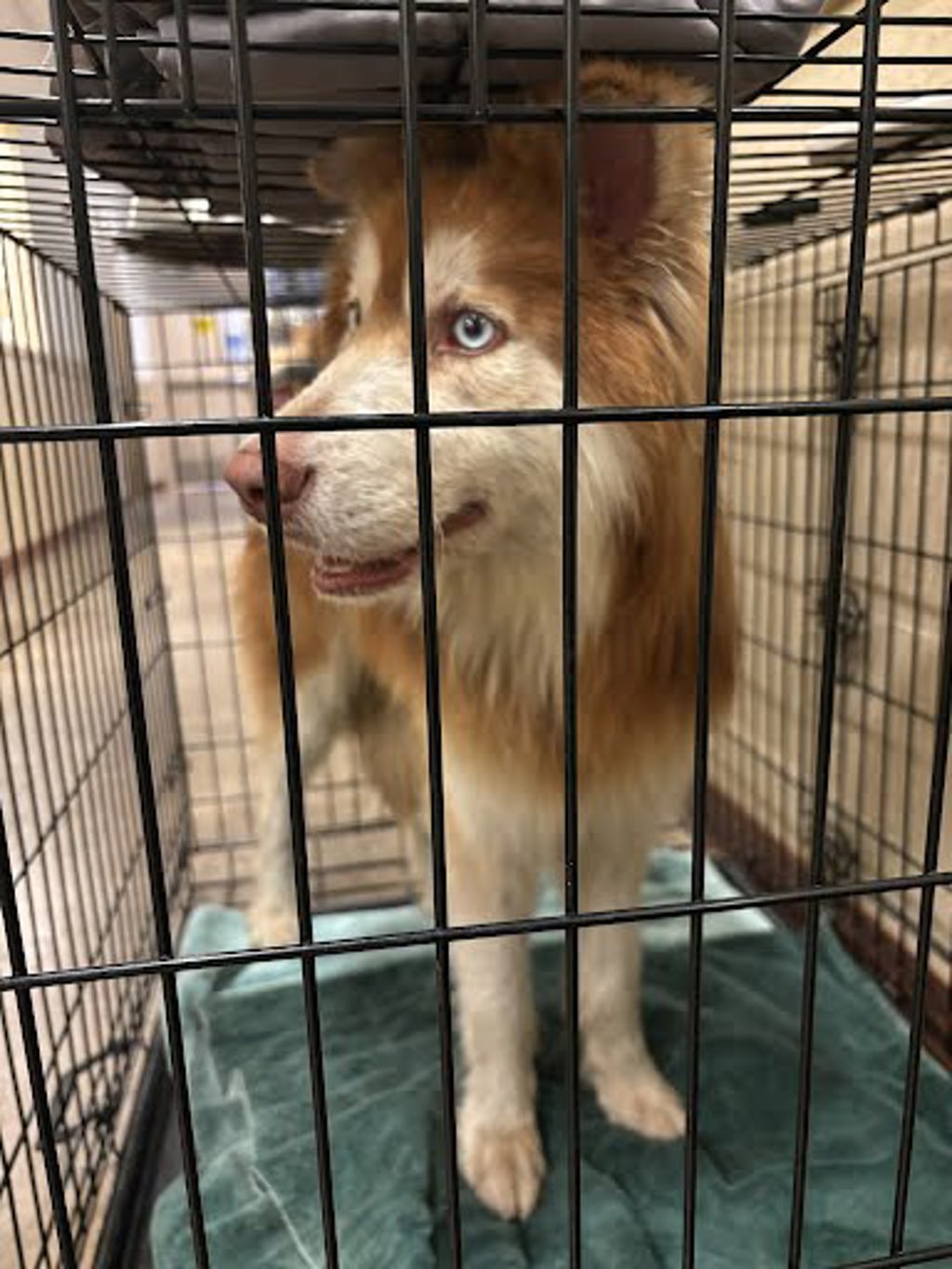 Shelter Stray Male Dog last seen Near Kellner Cove, DEL VALLE, TX, 78617, 7201 Levander Loop bldg a, Austin, TX 78702, USA