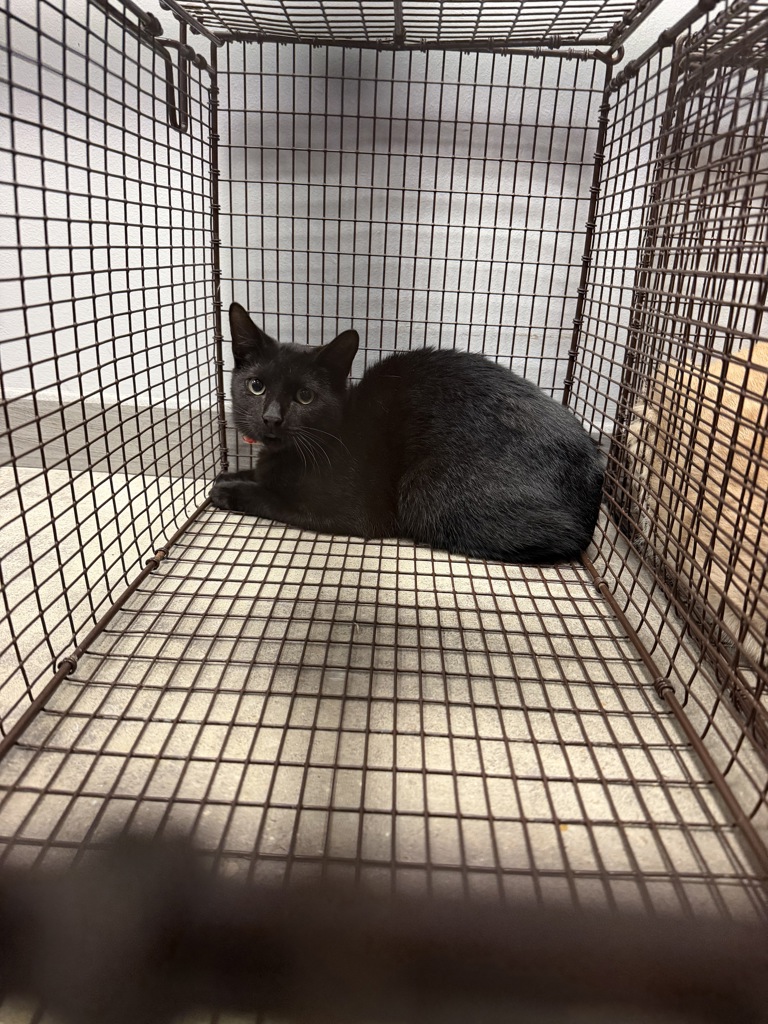 Shelter Stray Male Cat last seen Near Darrel Street, LAFAYETTE, LA, 70501, 410 Dugas Rd, Lafayette, LA 70507, USA