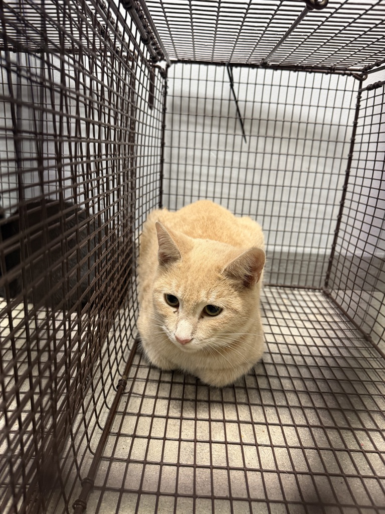 Shelter Stray Male Cat last seen Near Darrel Street, LAFAYETTE, LA, 70501, 410 Dugas Rd, Lafayette, LA 70507, USA