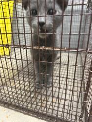 Shelter Stray Female Cat last seen Near Nottingham Circle, LAFAYETTE, LA, 70507, 410 Dugas Rd, Lafayette, LA 70507, USA