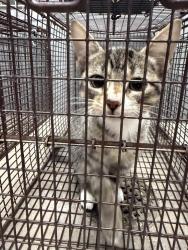 Shelter Stray Female Cat last seen Near Nottingham Circle, LAFAYETTE, LA, 70507, 410 Dugas Rd, Lafayette, LA 70507, USA