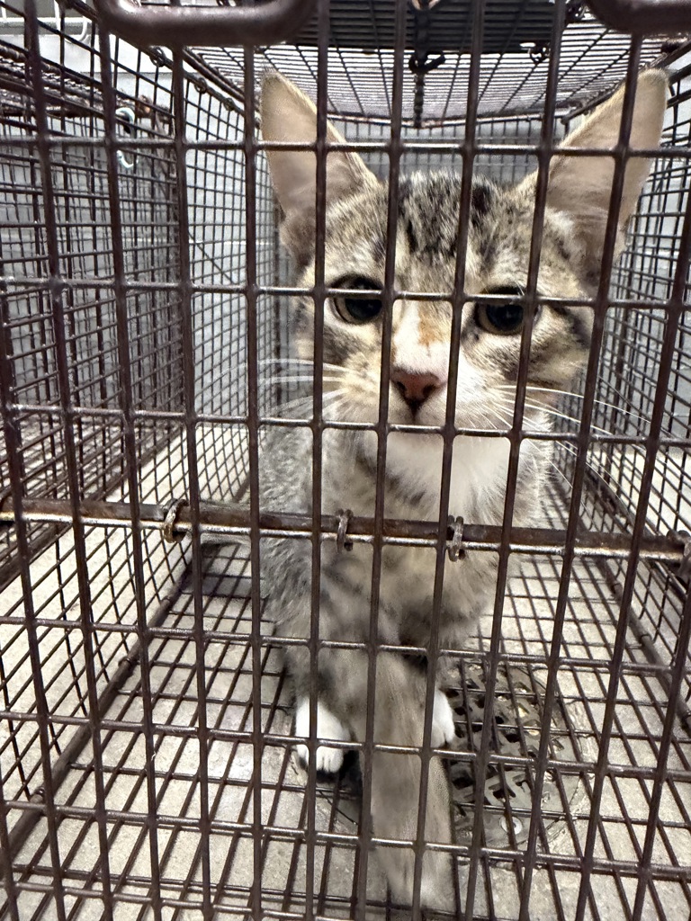 Shelter Stray Female Cat last seen Near Nottingham Circle, LAFAYETTE, LA, 70507, 410 Dugas Rd, Lafayette, LA 70507, USA