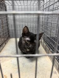Shelter Stray Female Cat last seen Near Nottingham Circle, LAFAYETTE, LA, 70507, 410 Dugas Rd, Lafayette, LA 70507, USA