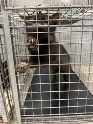 Shelter Stray Female Cat last seen Near Nottingham Circle, LAFAYETTE, LA, 70507, 410 Dugas Rd, Lafayette, LA 70507, USA