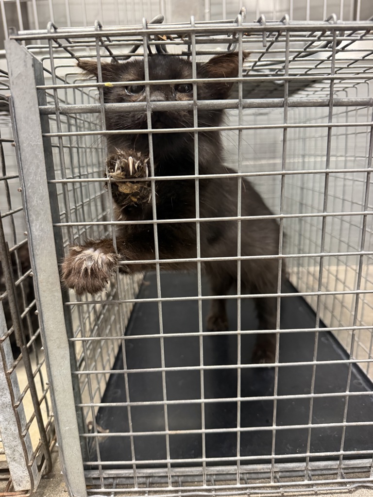 Shelter Stray Female Cat last seen Near Nottingham Circle, LAFAYETTE, LA, 70507, 410 Dugas Rd, Lafayette, LA 70507, USA