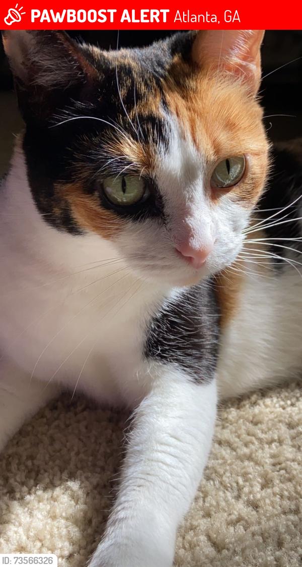 Lost Female Cat last seen apmt, Atlanta, GA 30324