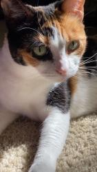 Lost Female Cat last seen apmt, Atlanta, GA 30324