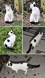 Found/Stray Unknown Cat last seen Paddock Hills, Cincinnati, OH 45229