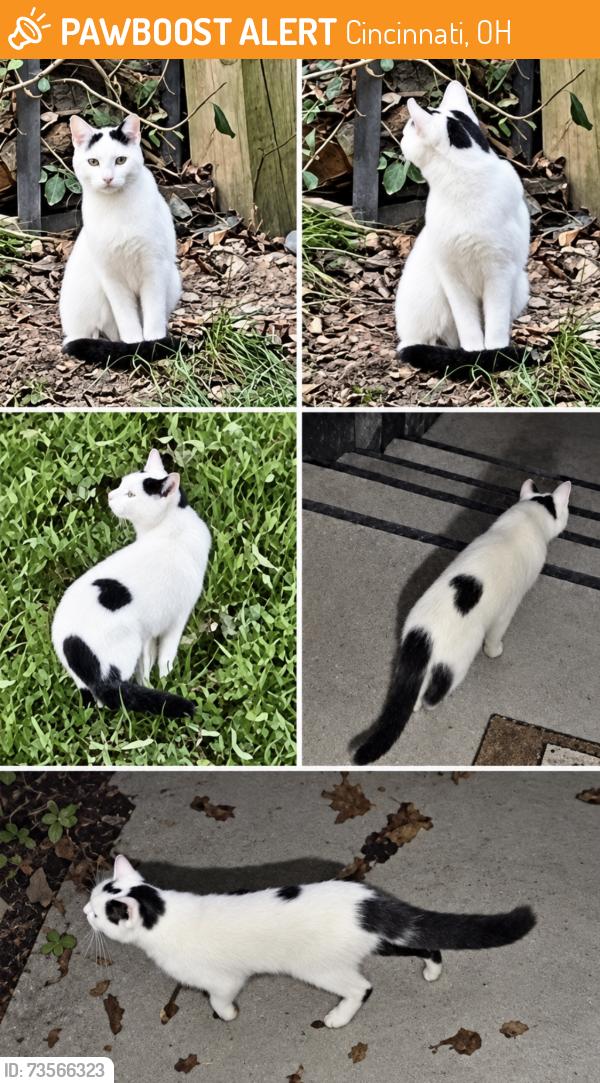 Found/Stray Unknown Cat last seen Paddock Hills, Cincinnati, OH 45229