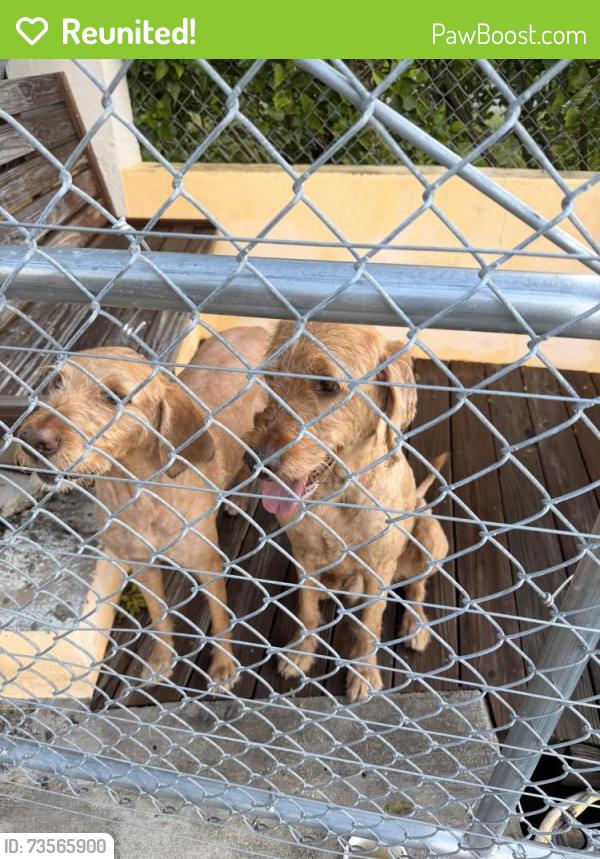 Reunited Male Dog last seen MarineMax Pompano, Pompano Beach, FL 33062