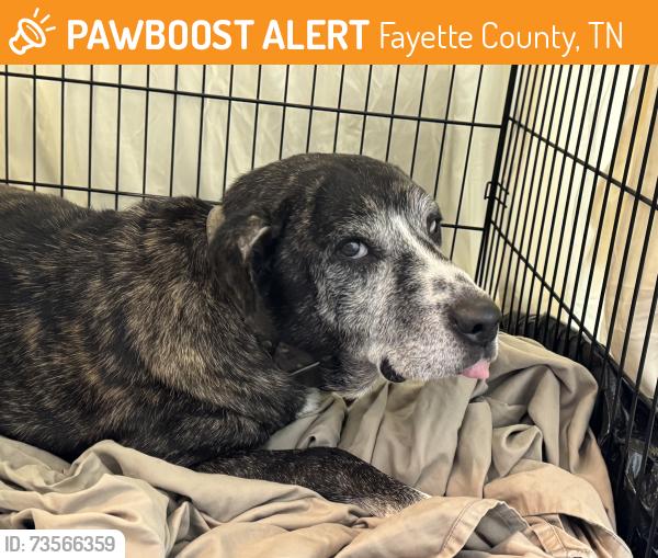 Found/Stray Male Dog last seen Beacon light and Canadaville Loop, Fayette County, TN 38028
