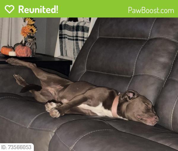 Reunited Female Dog last seen Devonshire, Anderson County, SC 29621