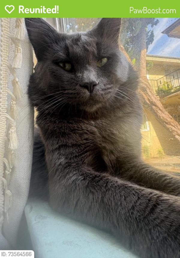 Reunited Male Cat last seen Cross Streets, Los Angeles, CA 91402