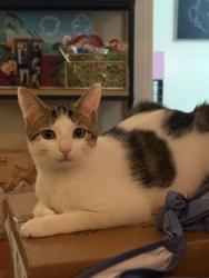 Lost Female Cat last seen Klienbrook, Houston, TX 77066