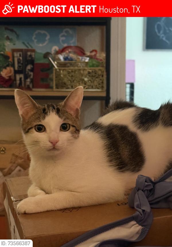 Lost Female Cat last seen Klienbrook, Houston, TX 77066