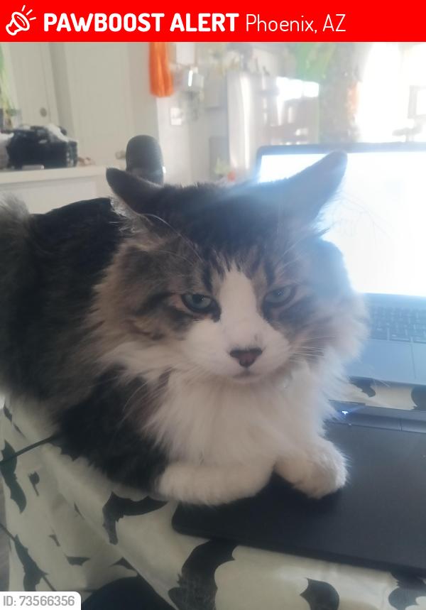 Lost Male Cat last seen Ahwatukee, Phoenix, AZ 85044