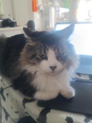 Lost Male Cat last seen Ahwatukee, Phoenix, AZ 85044