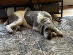 Reunited Female Dog last seen Sydenstricker Rd and Galgate Dr, Springfield, VA 22153