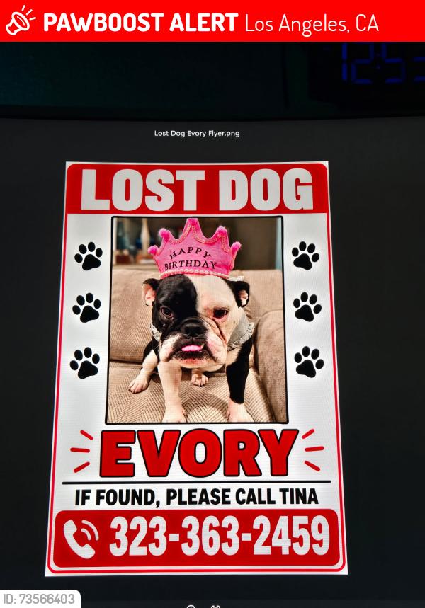 Lost Female Dog last seen Butler Avenue and Santa Monica Blvd by the Colony Cooks Parking lot, Los Angeles, CA 90025