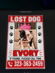 Lost Female Dog last seen Butler Avenue and Santa Monica Blvd by the Colony Cooks Parking lot, Los Angeles, CA 90025