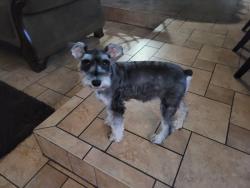 Lost Male Dog last seen Near Lillian Lane, Highland, CA 92346