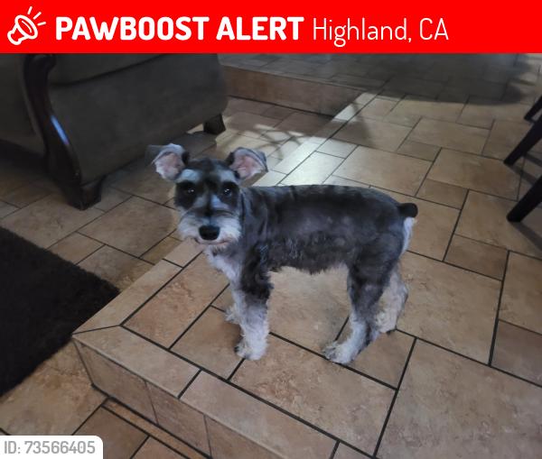 Lost Male Dog last seen Near Lillian Lane, Highland, CA 92346