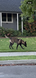 Found/Stray Male Dog last seen Begier, San Leandro, CA 94577